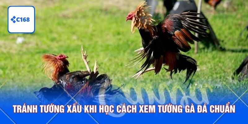 Tránh tướng xấu khi học cách xem tướng gà đá chuẩn 